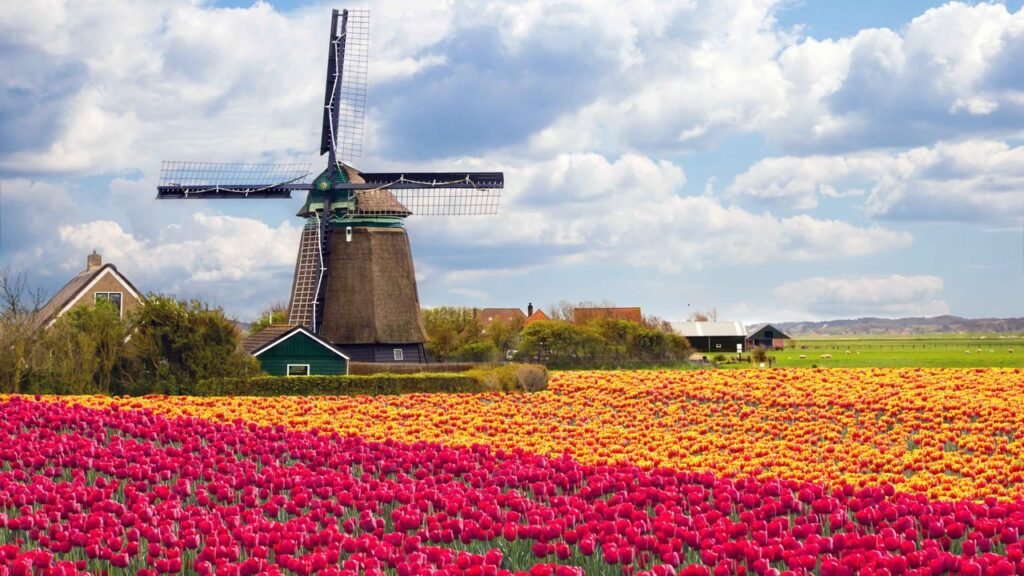 Where to see the most beautiful tulips in the Netherlands